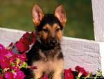 Shepherd_Puppy