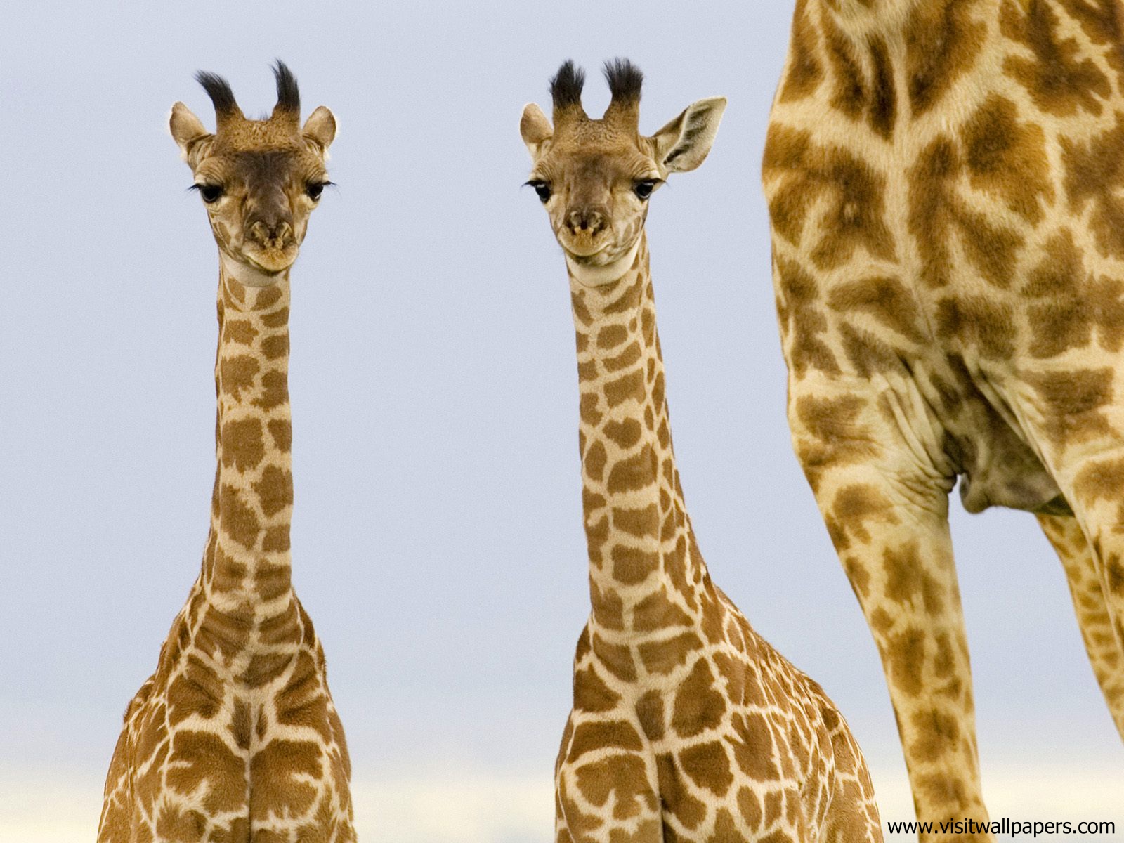 Animals_438