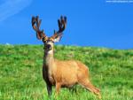 Animals_439