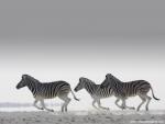 Animals_440