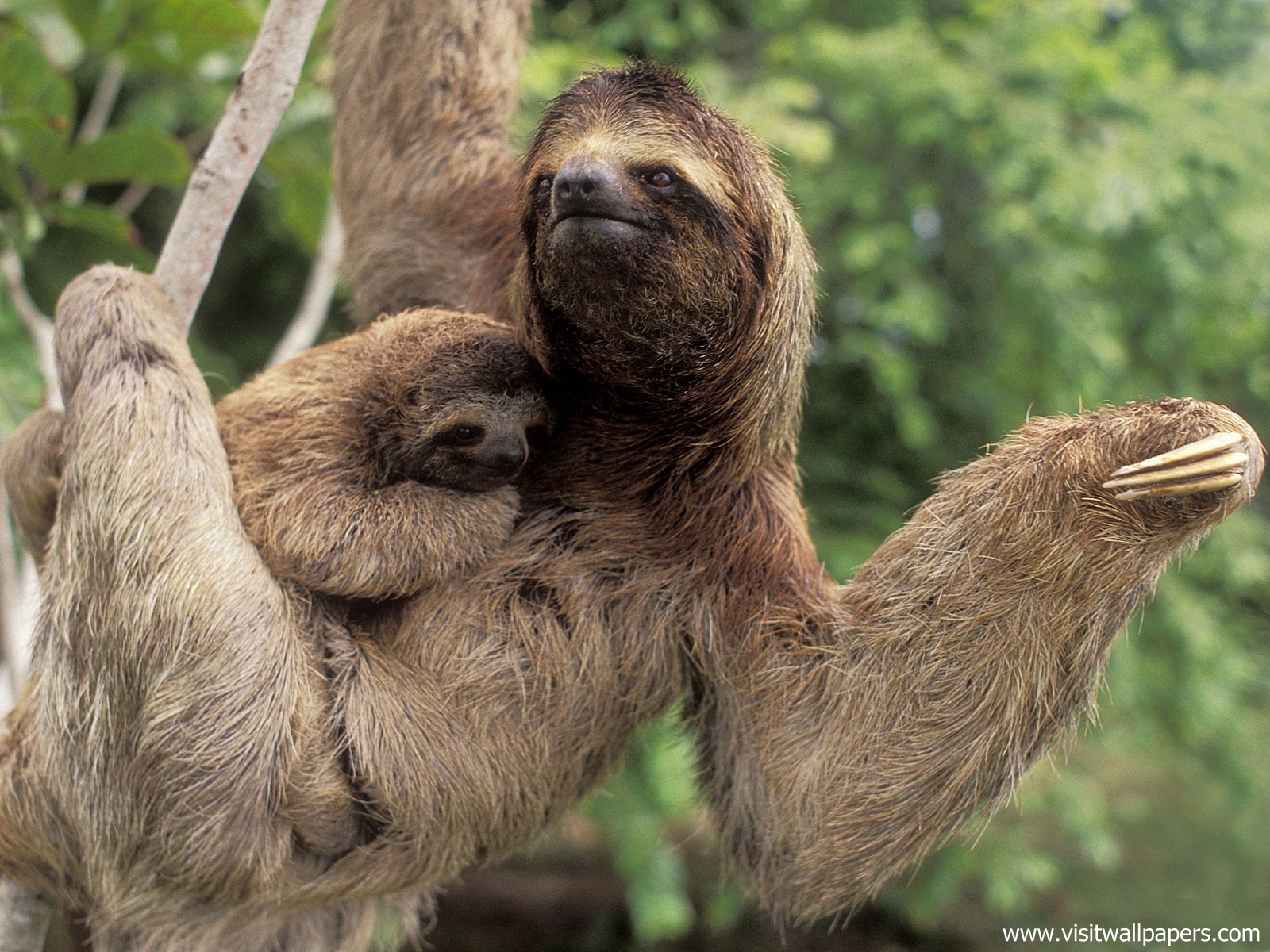 Animals_441