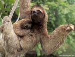Animals_441