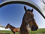 Animals_442