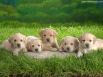 dog_471