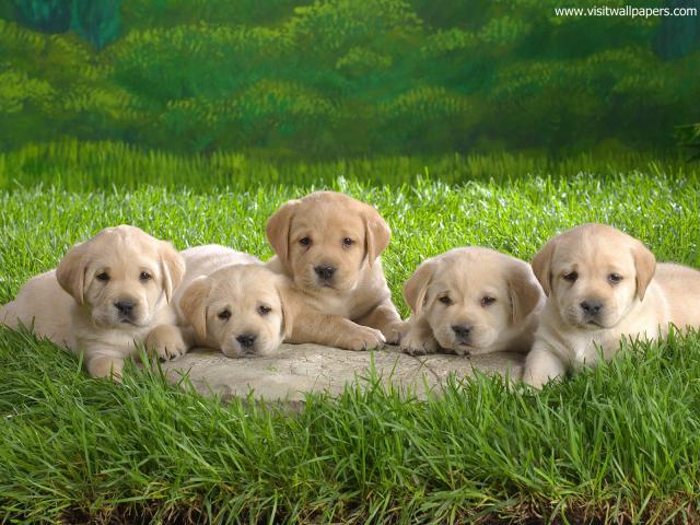 dog_471