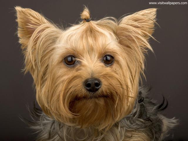 dog_472