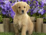 dog_473