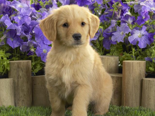 dog_473