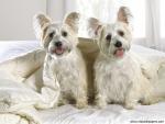 dog_474