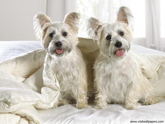 dog_474