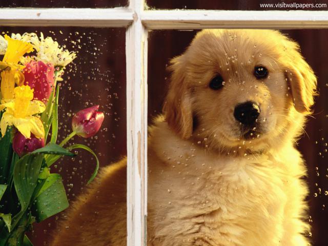 dog_476