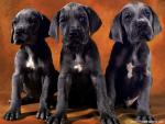 dog_478