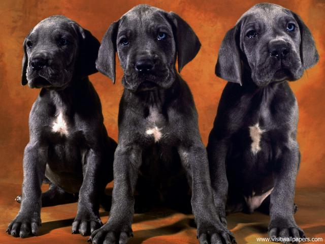 dog_478