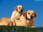 dog_479
