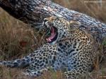 Leopard_29