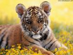 Tiger_48