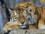Tiger_50