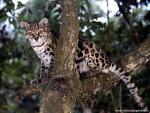 Margay