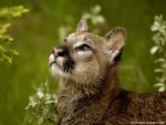 Cougar_02
