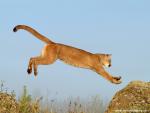 Cougar_03