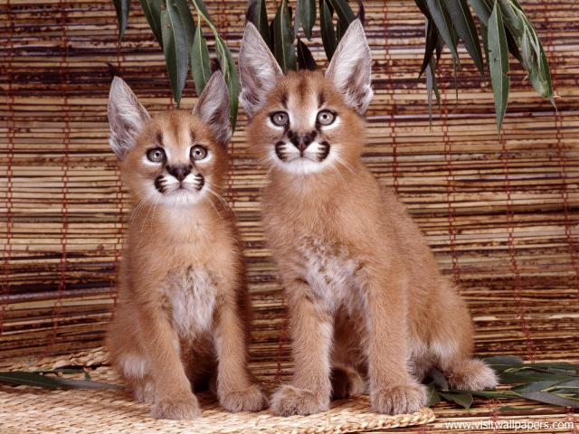 Caracals