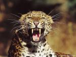 Leopard_30