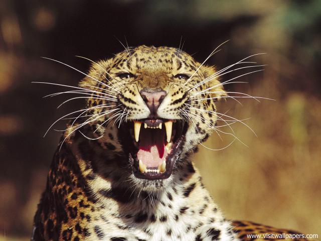 Leopard_30