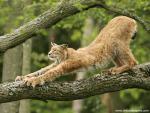 European_Lynx