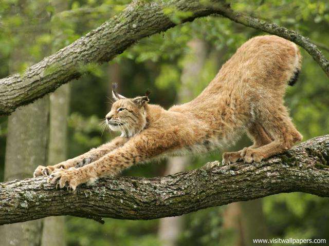 European_Lynx