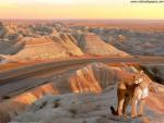 Lion_38