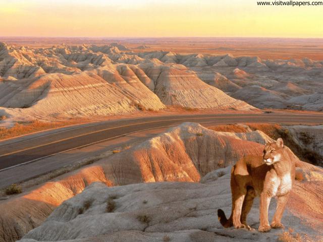 Lion_38