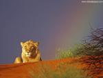 Lion_39