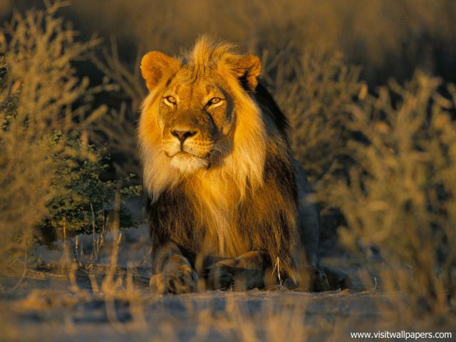Lion_40