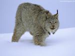 Stalking_Canada_Lynx_Idaho