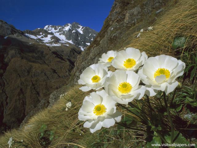 New_Zealand_160