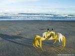 ocean-life-548