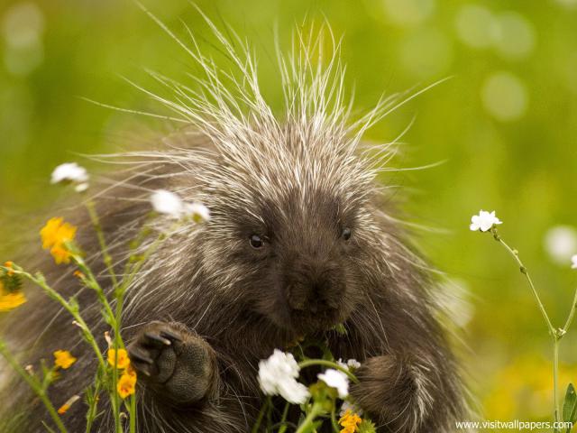 Porcupine_03