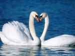 Mute_Swans