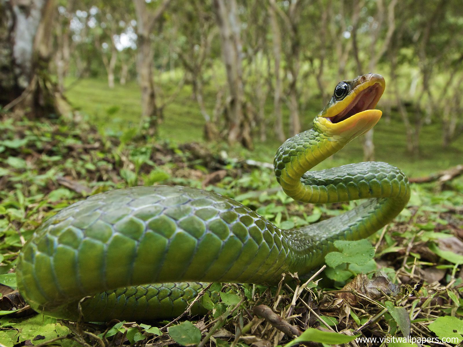 Animals_444