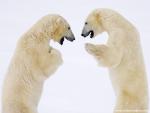 Animals_448