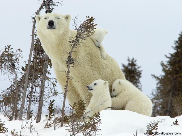 Animals_449