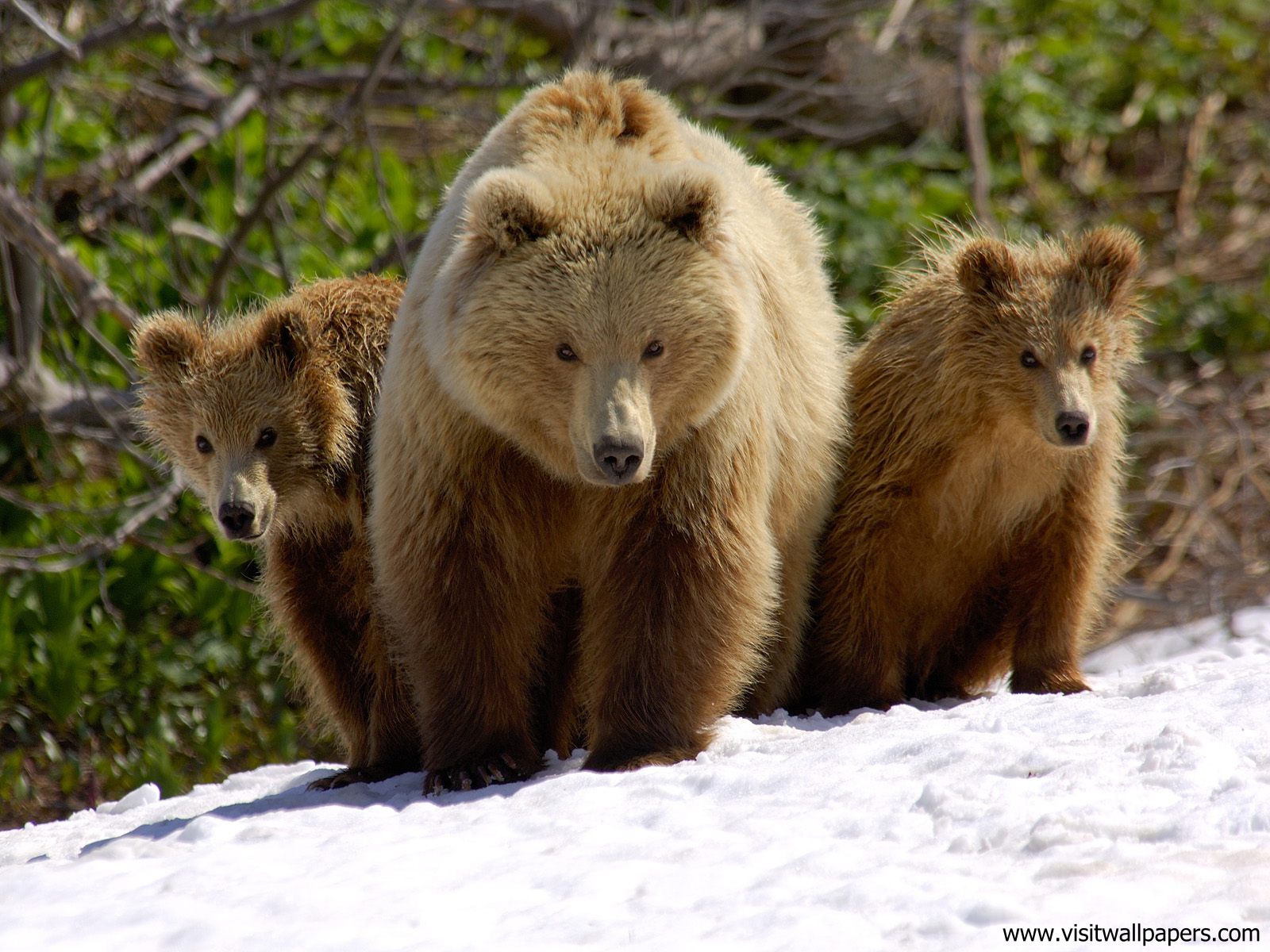 Animals_450