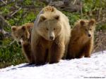 Animals_450