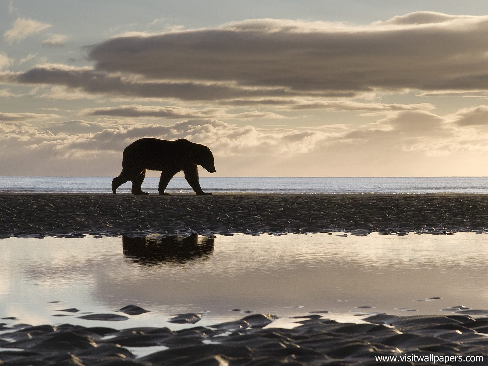 Animals_451