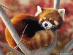 Animals_452
