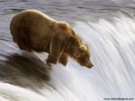 Animals_453
