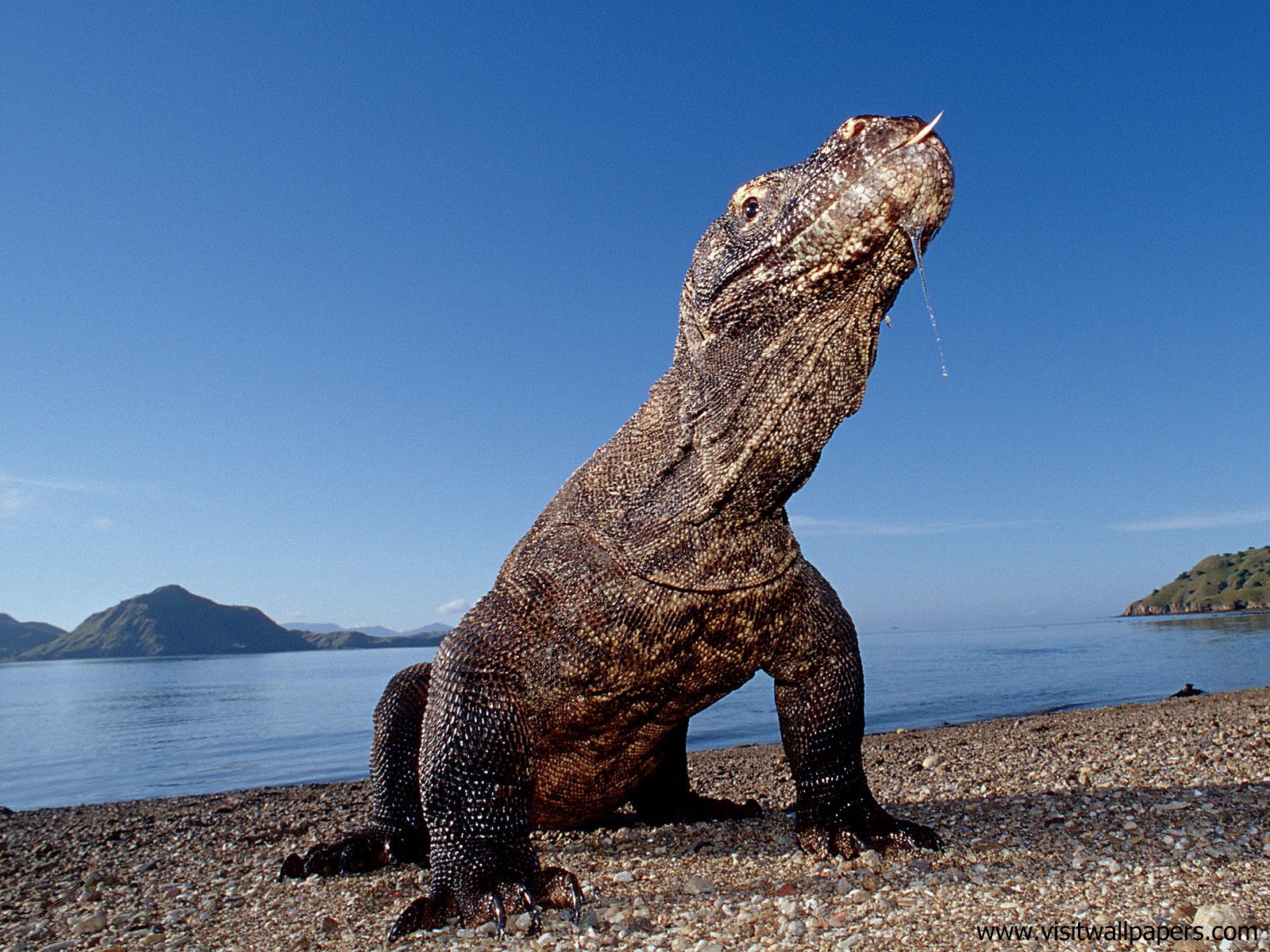 Animals_462