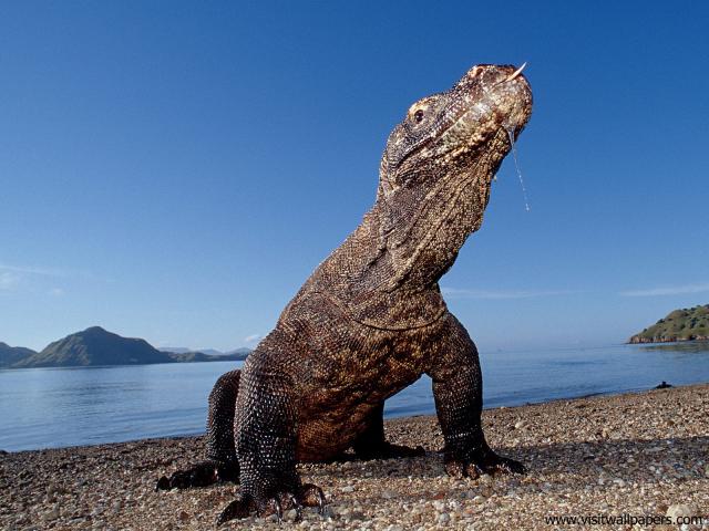 Animals_462