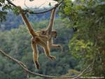 Animals_465