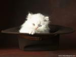 cat_259